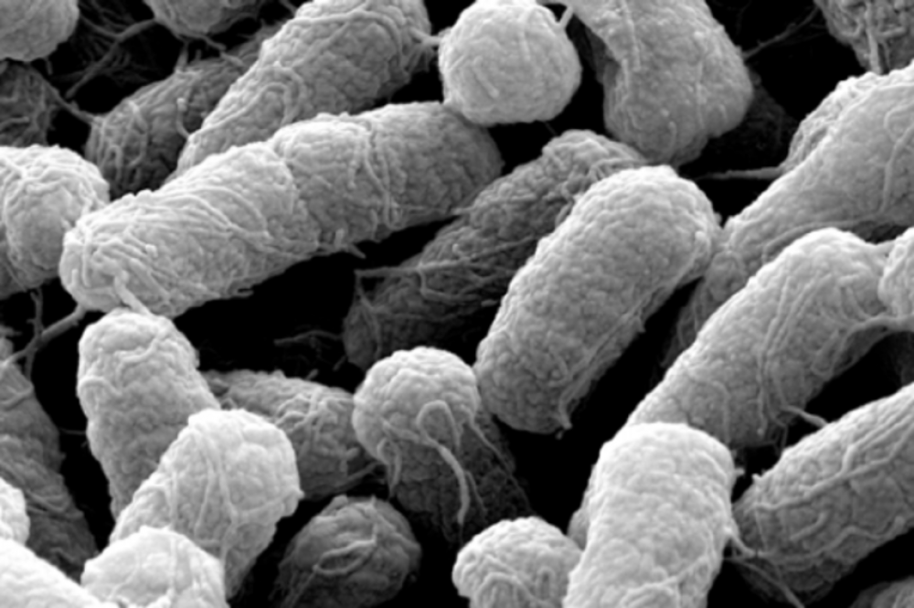 Salmonella, Bakteri Jahat sebagai Agen Terapi Kanker